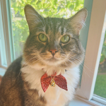 A brown & white cat with a bow